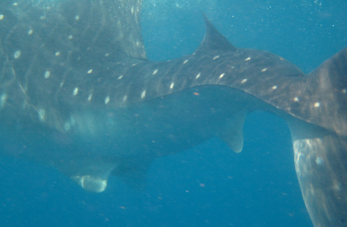 A close-up on the twisted tail of the whale shark with scoliosis